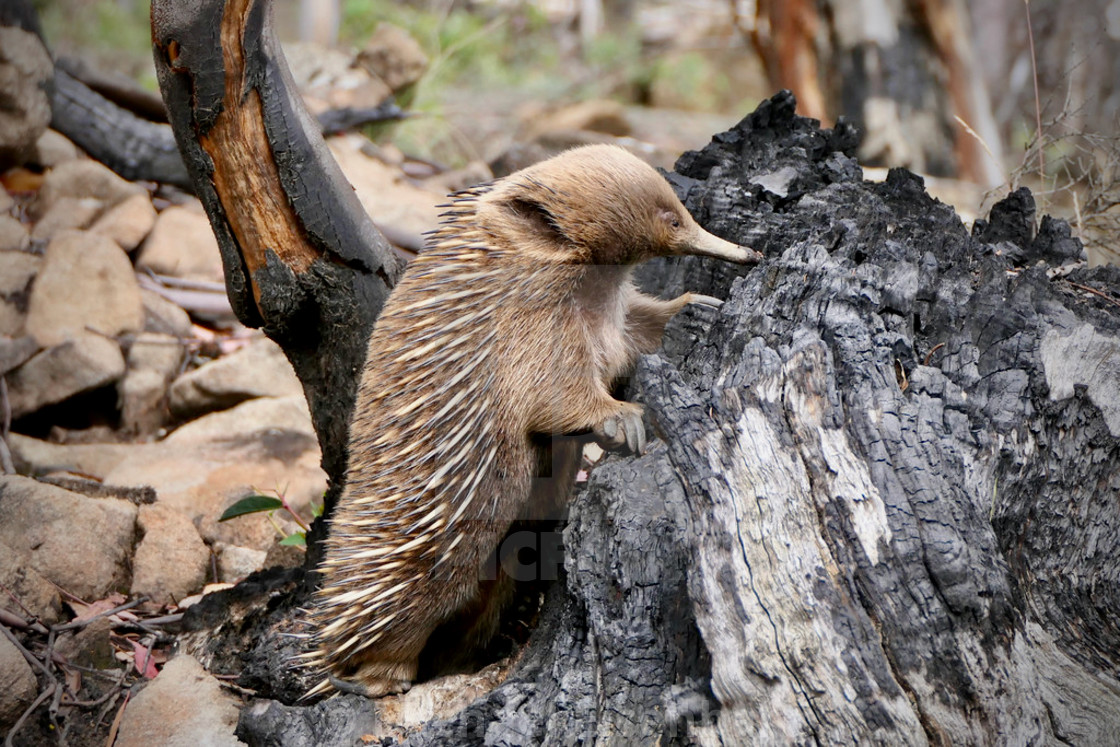 "Echidna" stock image