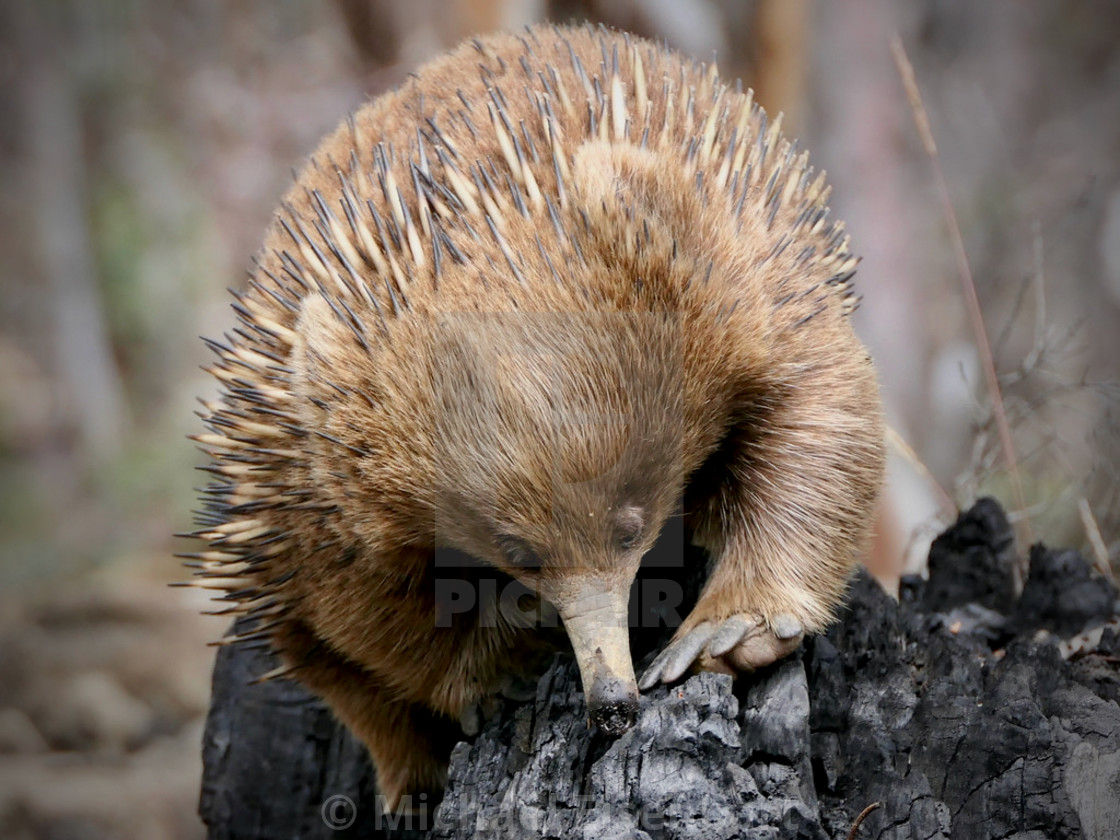 "Echidna" by Michael Eisenbart - $12.35 "Echidna" stock image