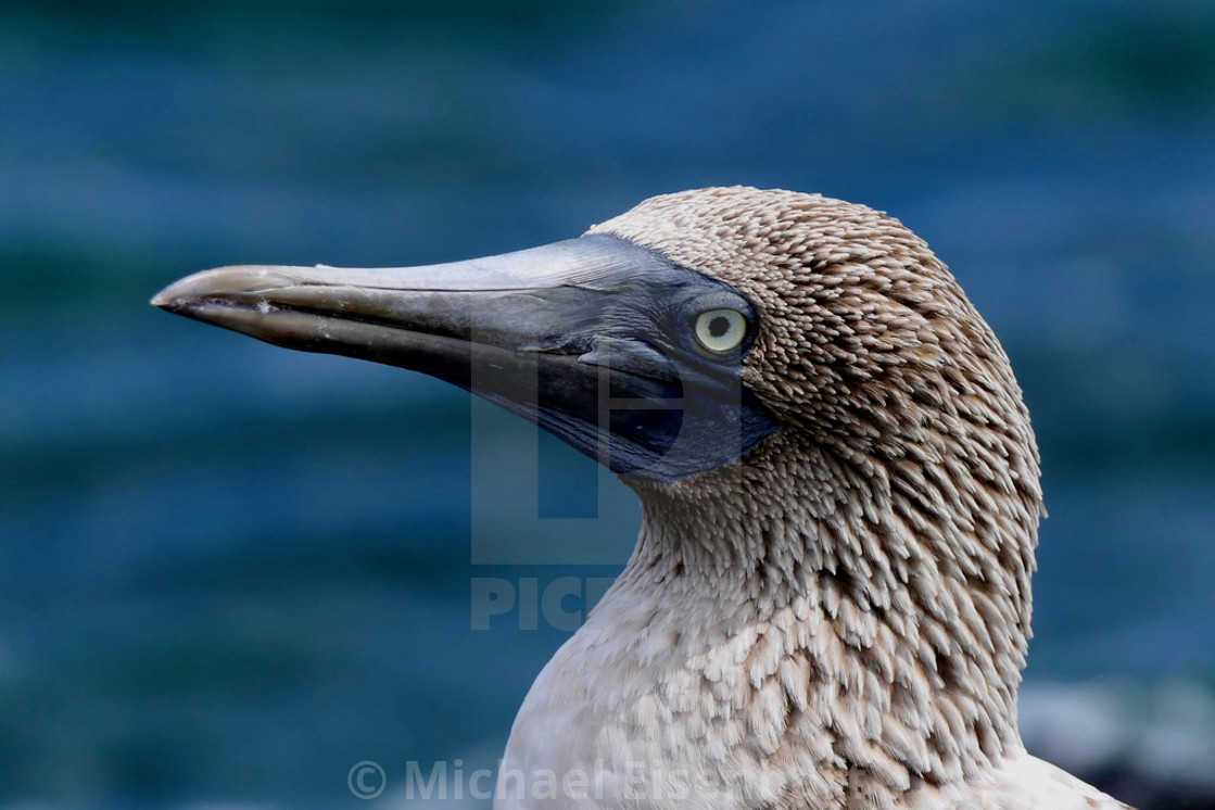 "Blue-footed Booby" stock image