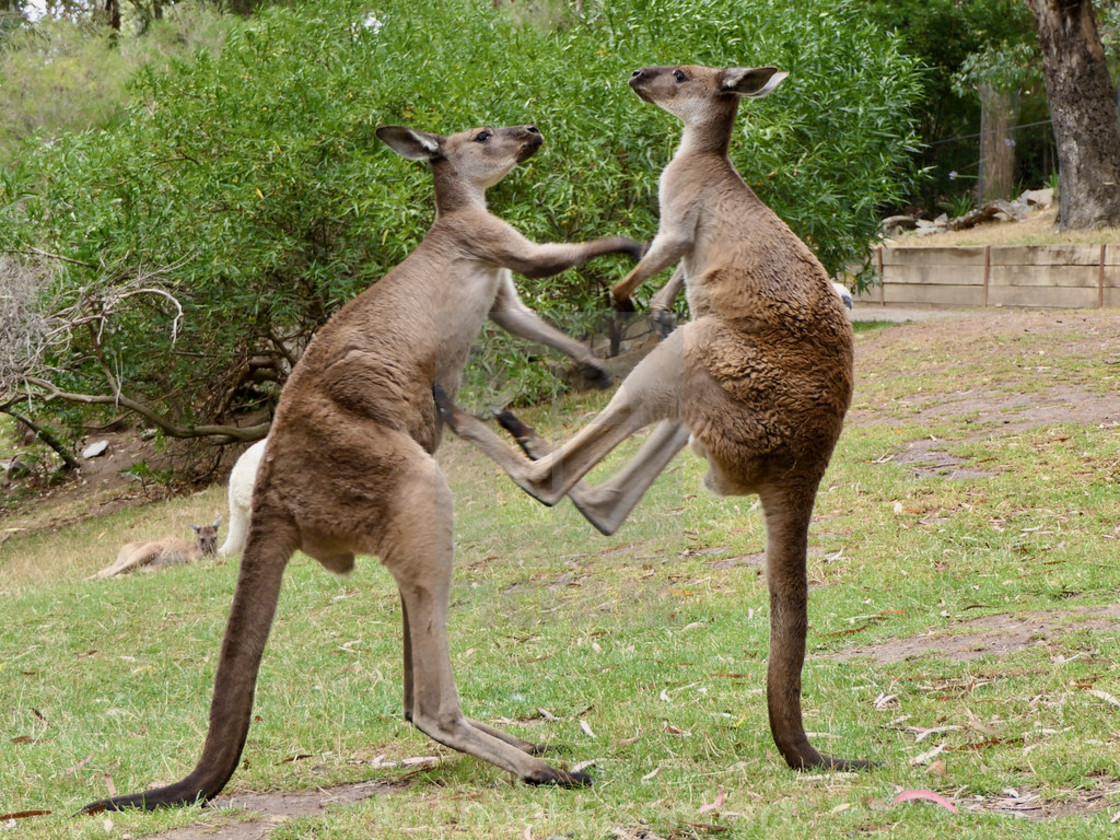 "Kangaroos" stock image