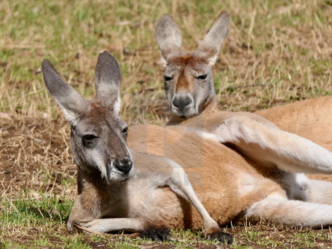 "Kangaroos" stock image