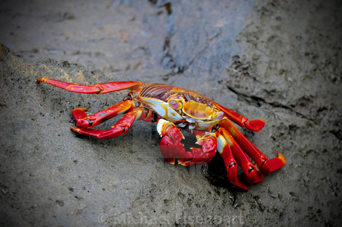 "Sally Lightfoot Crab" stock image