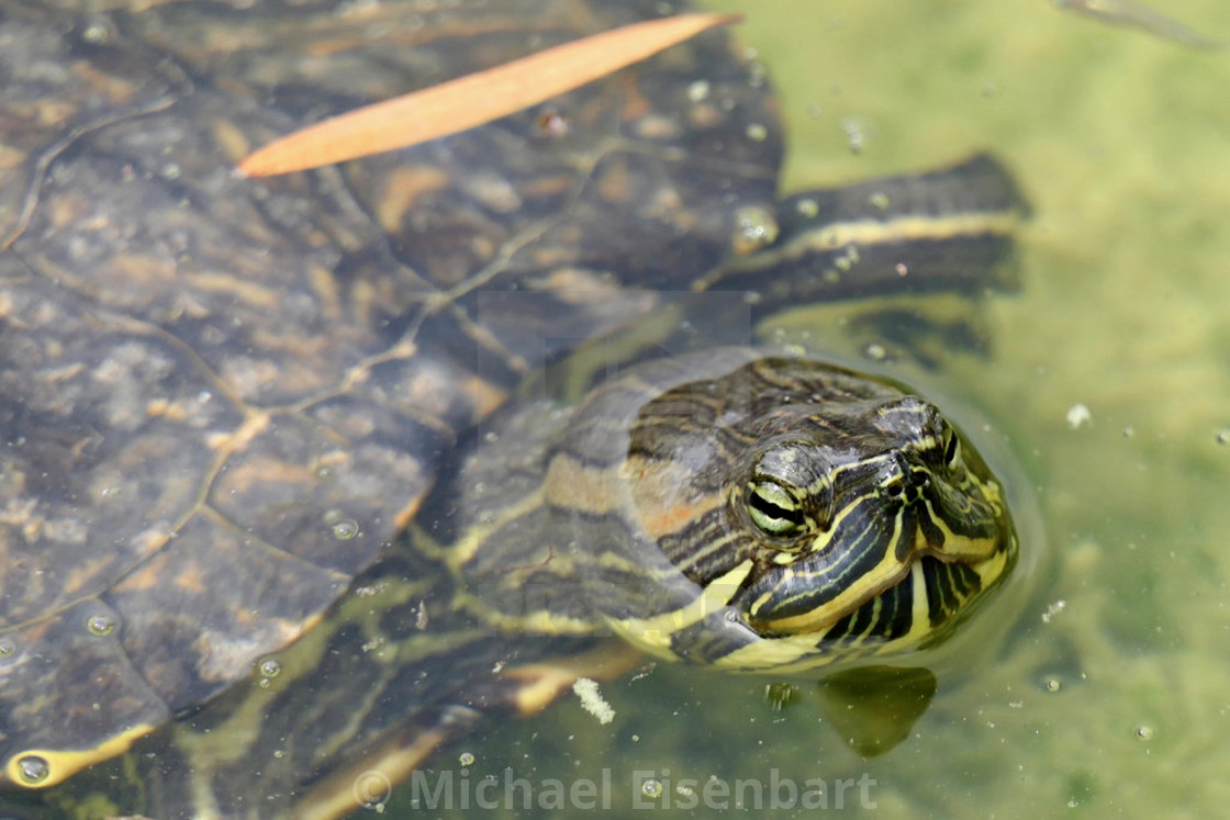 "Jamaican Slider Turtle" stock image