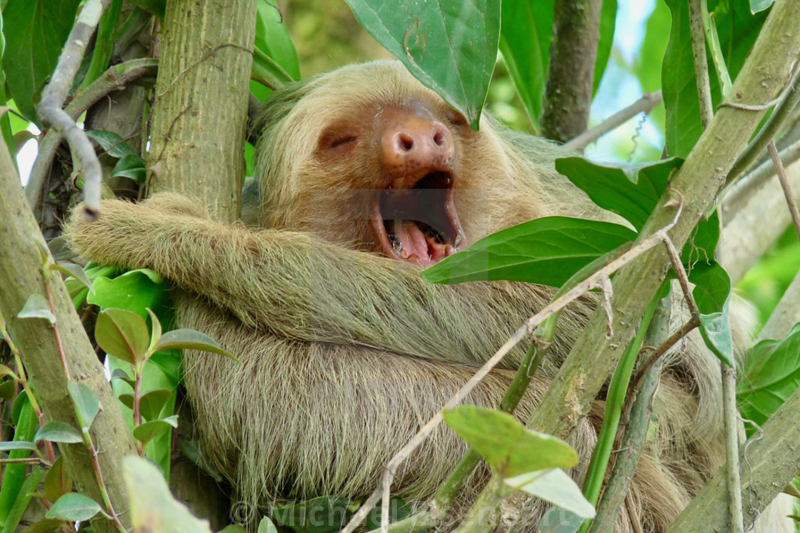 "Three-toed Sloth" stock image