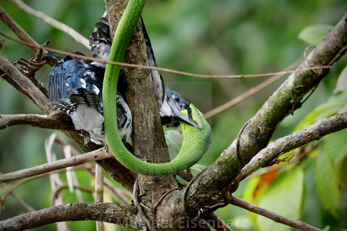 "Green Vine Snake / Flatbread Snake" stock image