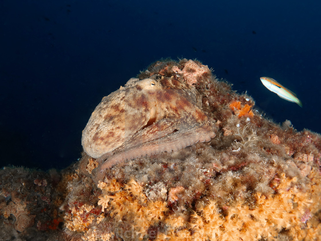 "Common Octopus / Gewöhnlicher Krake / Octopus vulgaris" stock image