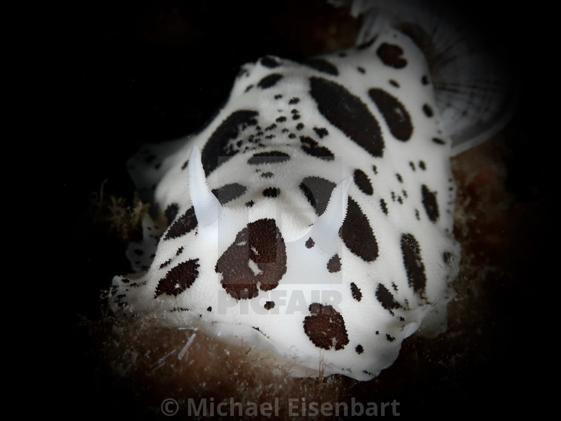 "Discodoris atromaculata" stock image