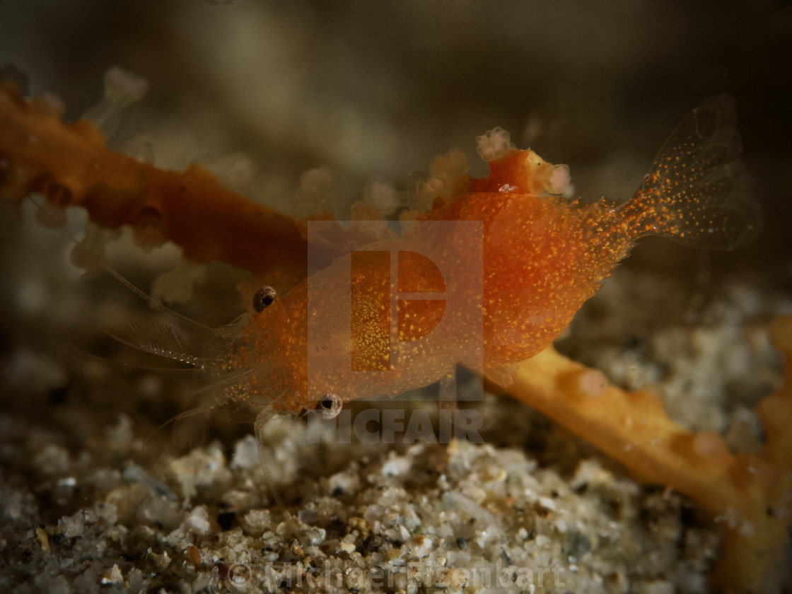 "Gorgonia Commensal Shrimp / Balssia gasti" stock image