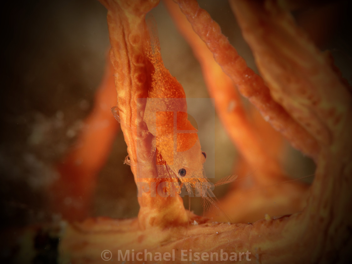 "Gorgonia Commensal Shrimp / Balssia gasti" stock image