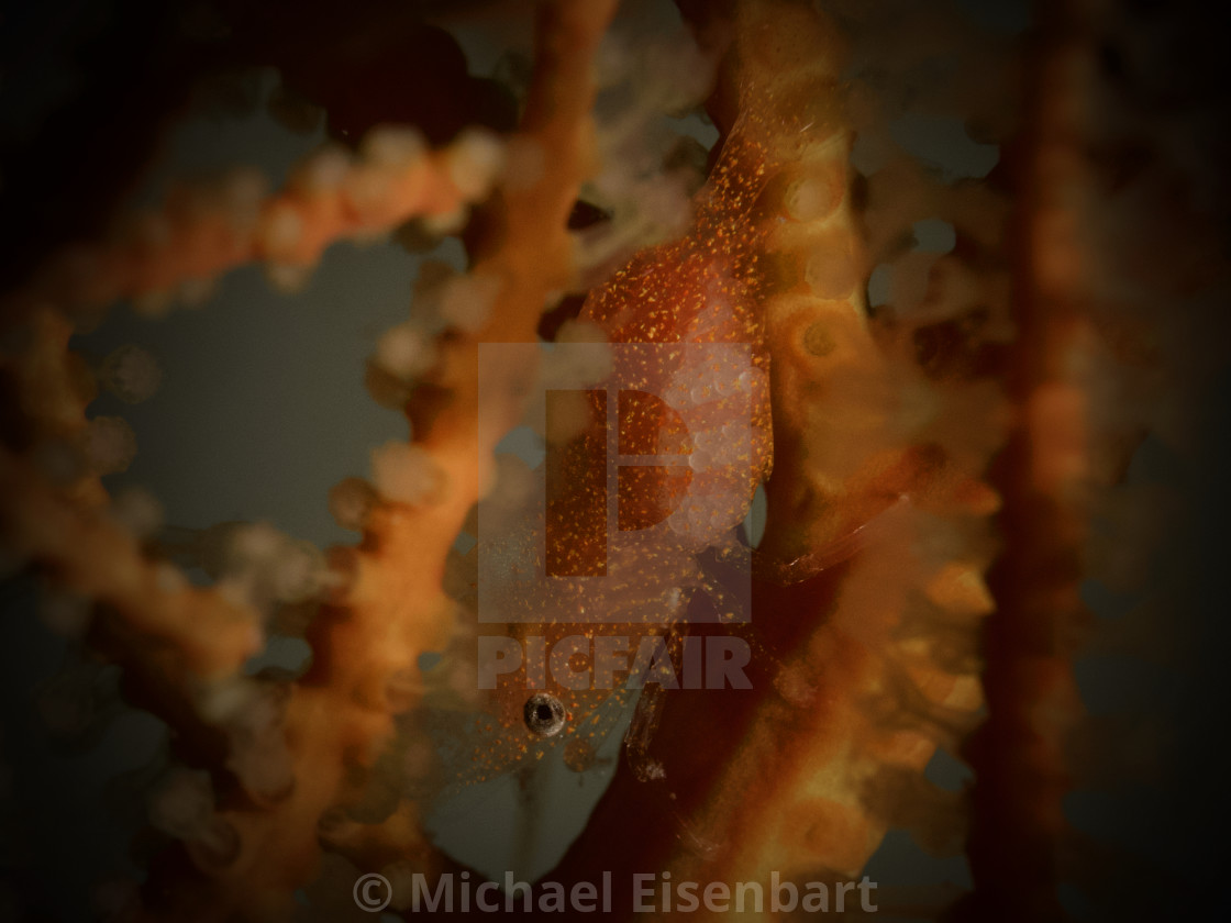 "Gorgonia Commensal Shrimp / Balssia gasti" stock image