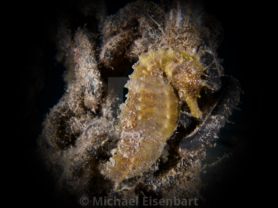 "Long-snouted Seahorse / Langschnäuziges Seepferdchen / Hippocampus guttulatus" stock image