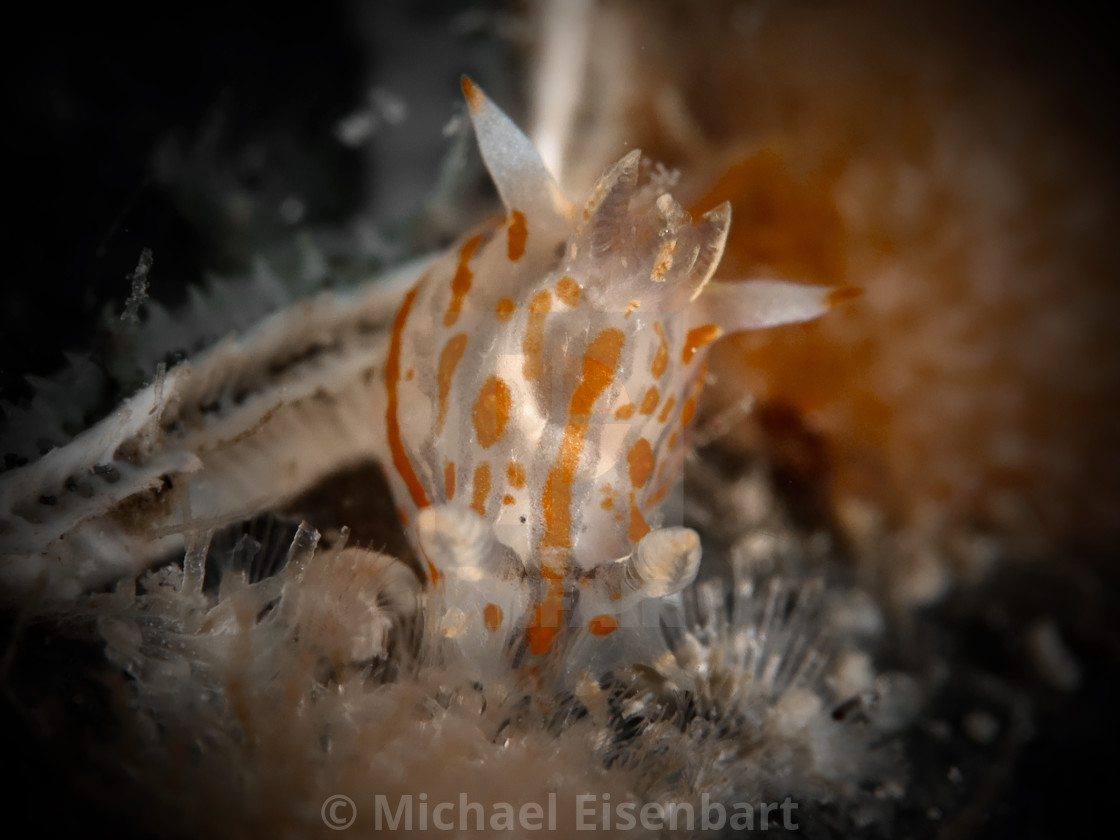 "Polycera quadrilineata" stock image