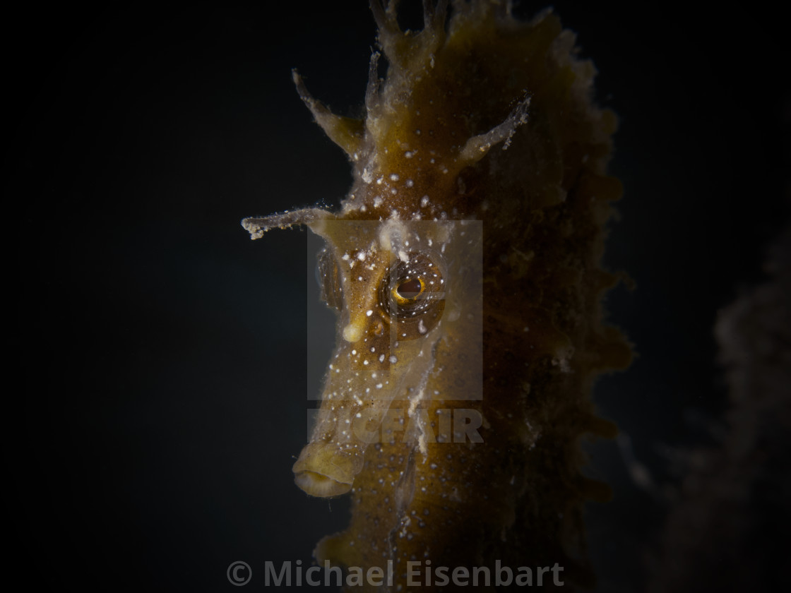 "Long-snouted Seahorse / Langschnäuziges Seepferdchen / Hippocampus guttulatus" stock image