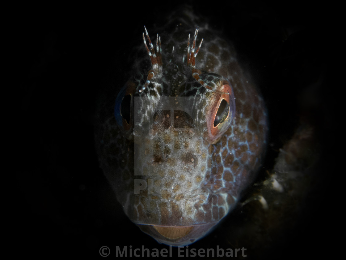 "Ringneck Blenny / Variabler Schleimfisch / Parablennius pilicornis" stock image