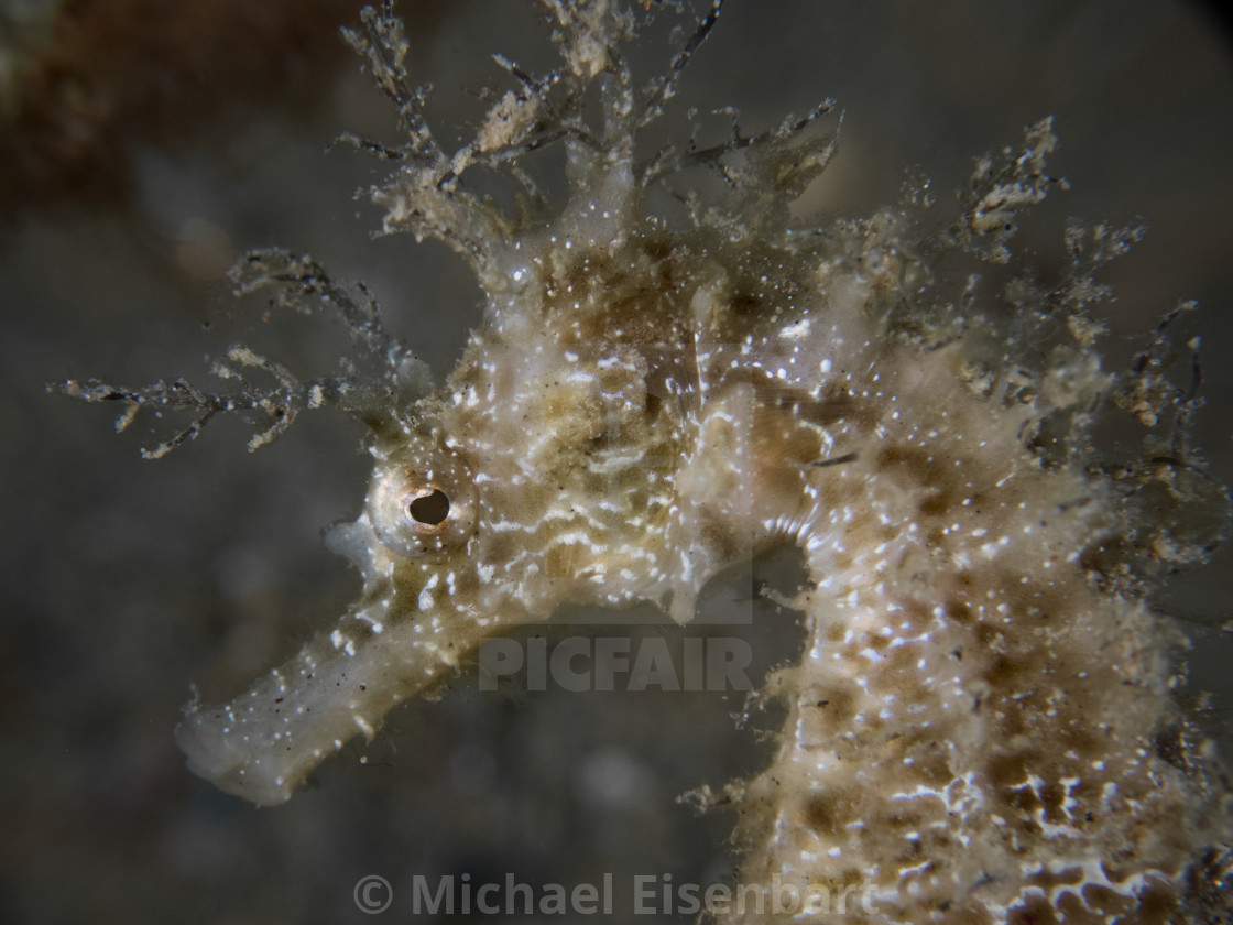 "Long-snouted Seahorse / Langschnäuziges Seepferdchen / Hippocampus guttulatus" stock image