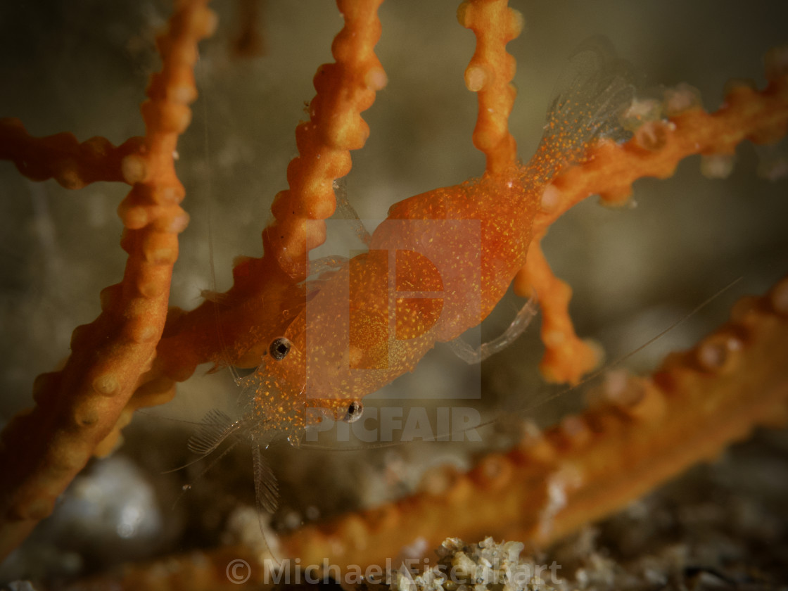 "Gorgonia Commensal Shrimp / Balssia gasti" stock image