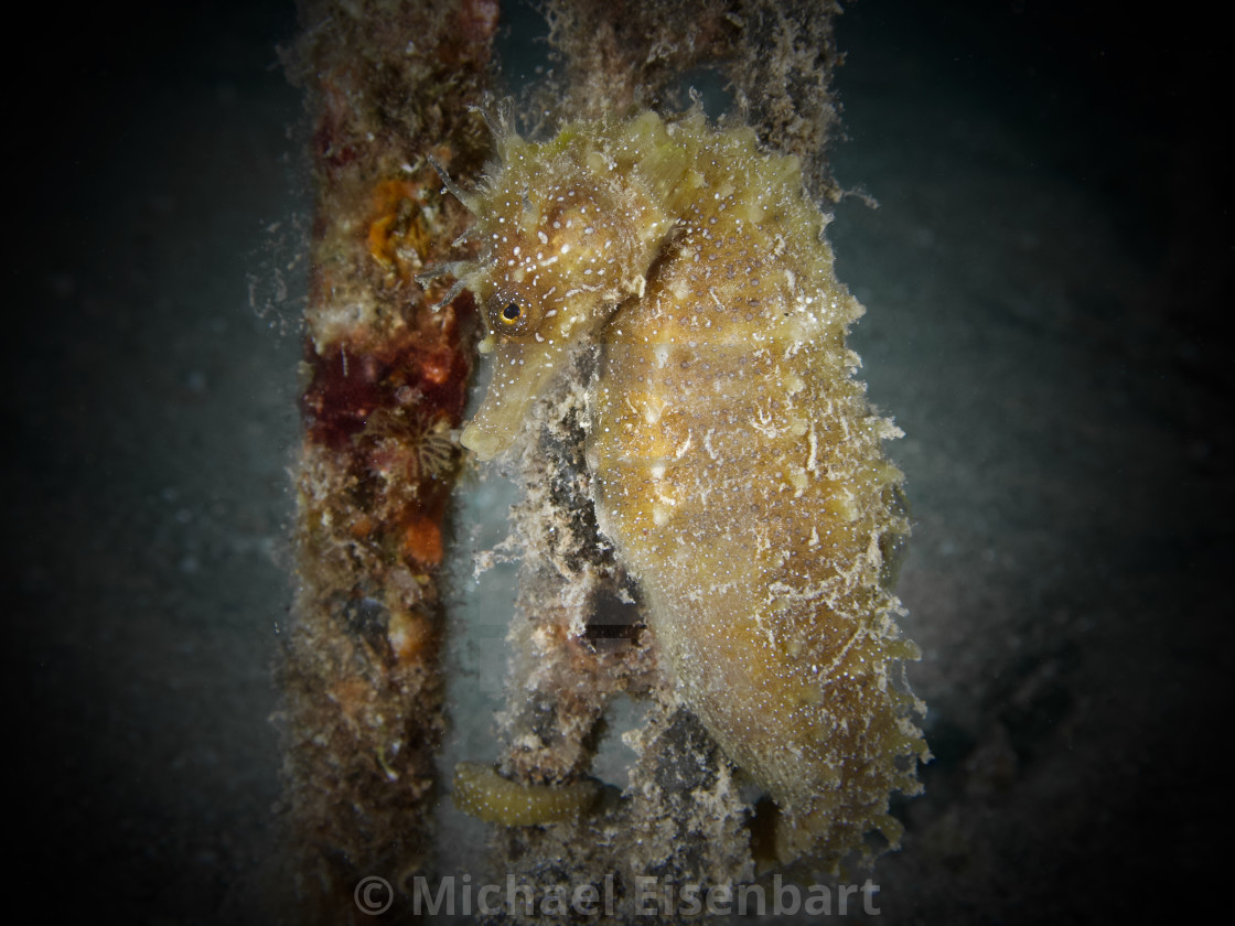 "Long-snouted Seahorse / Langschnäuziges Seepferdchen / Hippocampus guttulatus" stock image