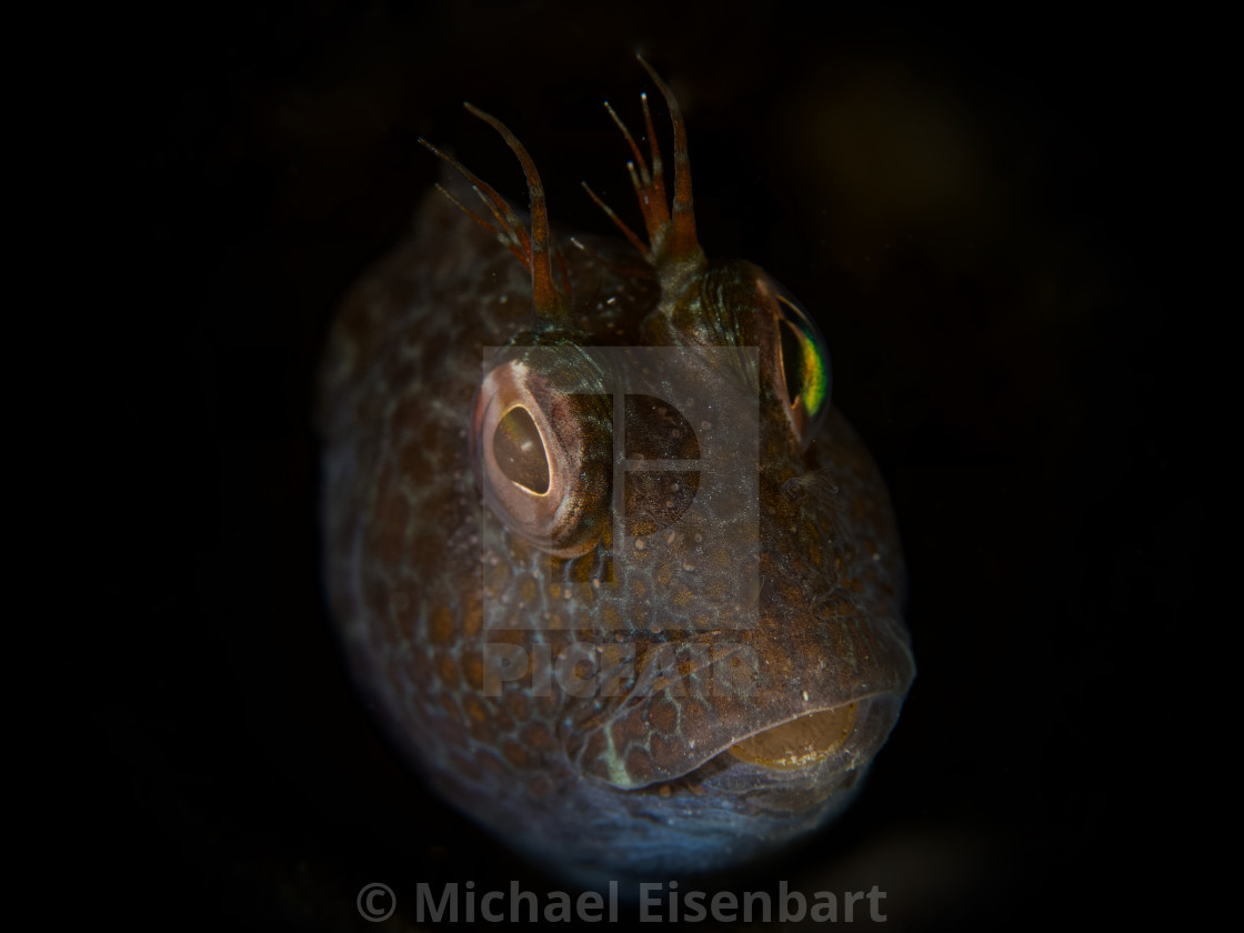 "Ringneck Blenny / Variabler Schleimfisch / Parablennius pilicornis" stock image