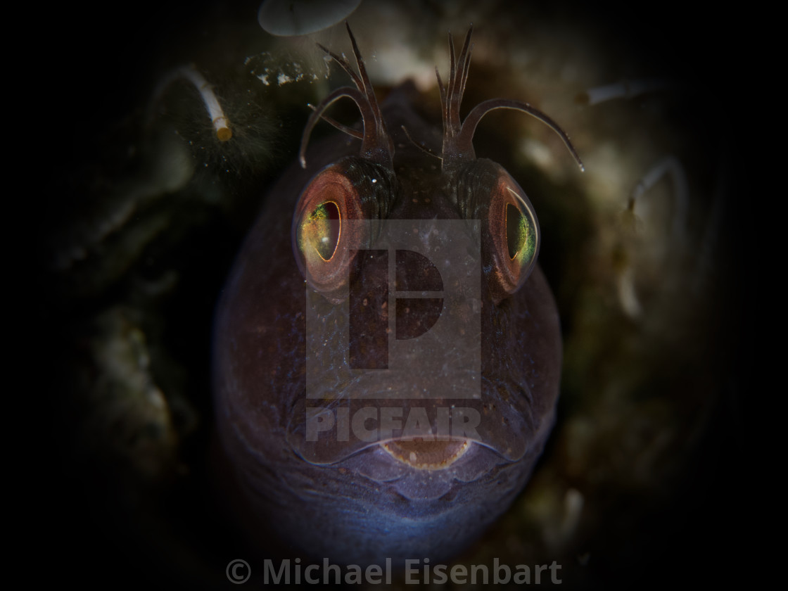 "Ringneck Blenny / Variabler Schleimfisch / Parablennius pilicornis" stock image