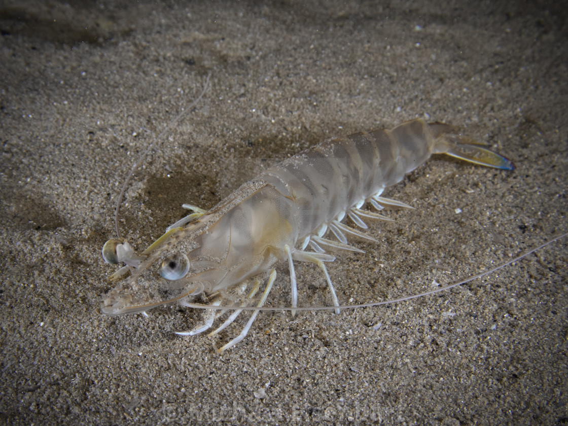 "Striped Prawn / Melicertus kerathurus" stock image