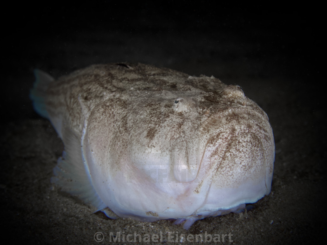 "Stargazer / Himmelsgucker / Uranoscopus scaber" stock image