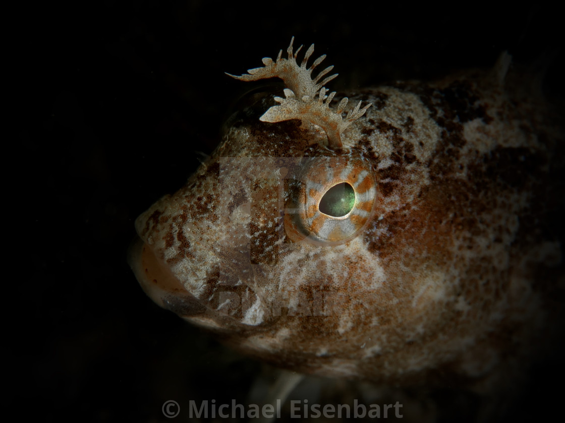 "Tentacled blenny / Parablennius tentacularis" stock image