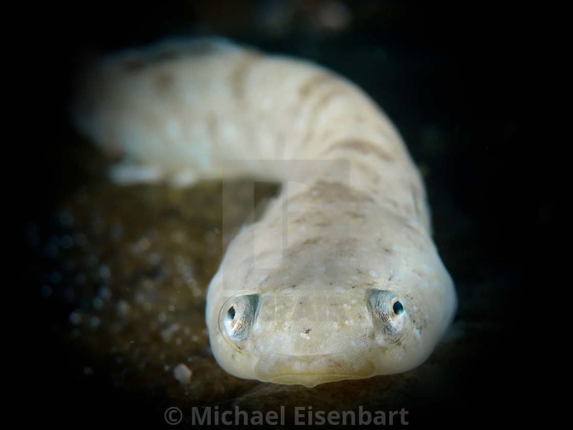 "Two-spotted Clingfish / Zweifleck-Ansauger / Diplecogaster bimaculata" stock image