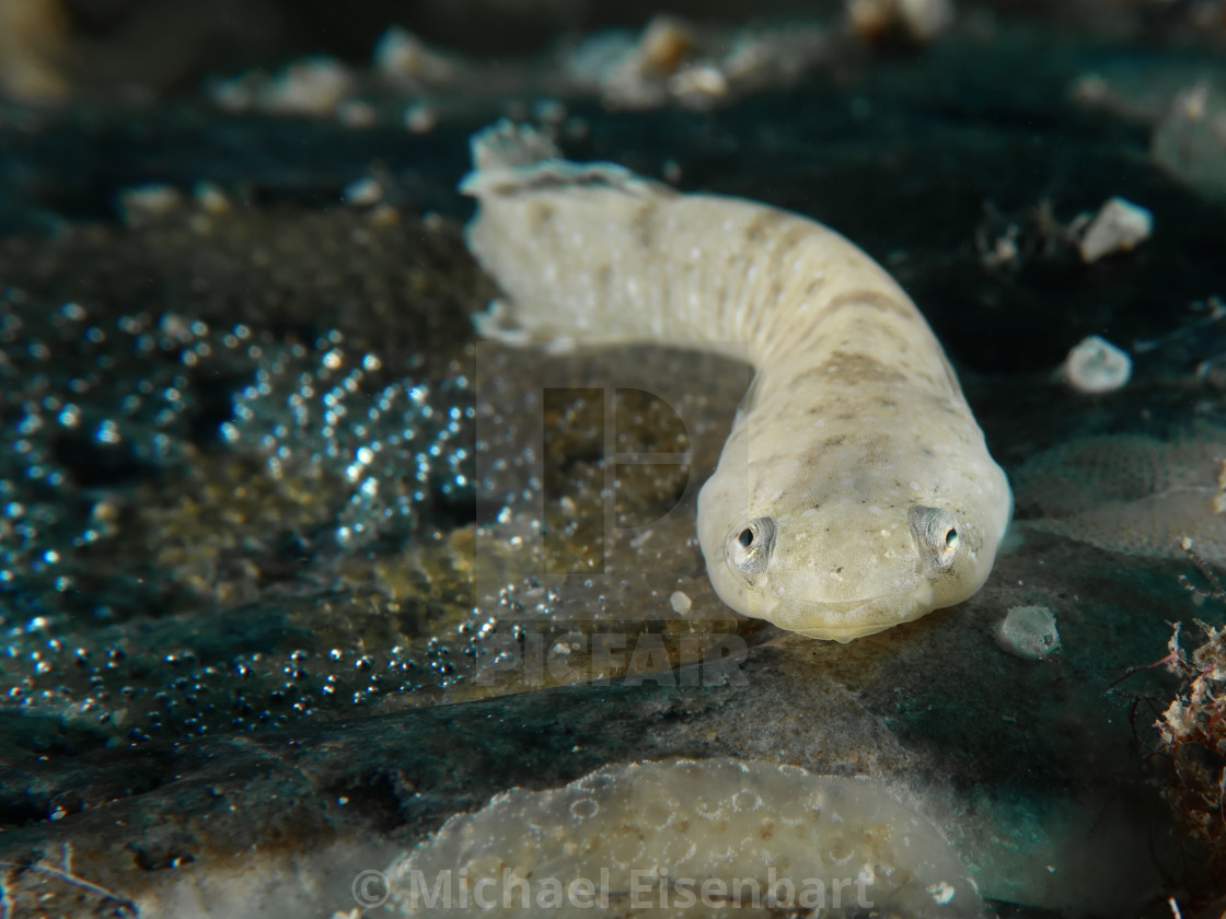 "Two-spotted Clingfish / Zweifleck-Ansauger / Diplecogaster bimaculata" stock image