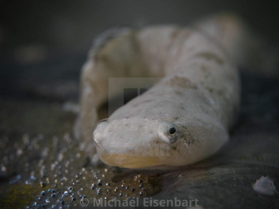 "Two-spotted Clingfish / Zweifleck-Ansauger / Diplecogaster bimaculata" stock image