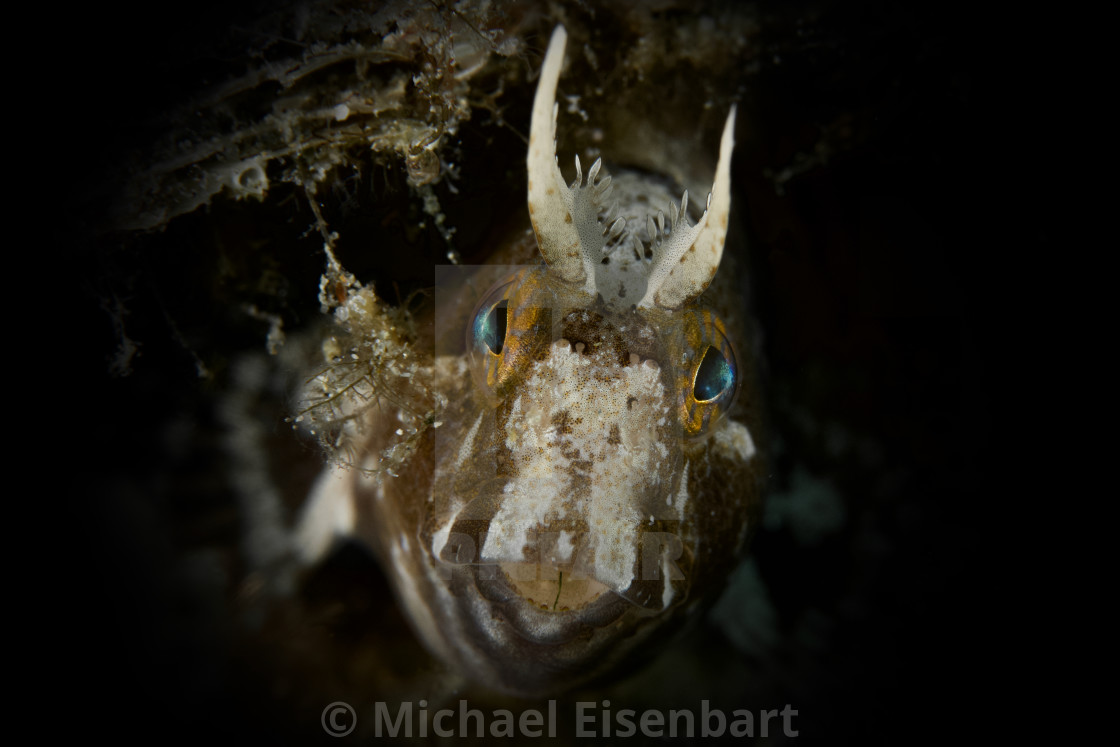 "Tentacled blenny / Parablennius tentacularis" stock image