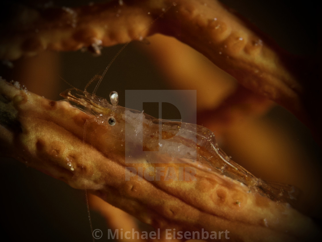 "Translucent Gorgonian Shrimp / Durchsichtige Goergoniengarnele / Manipontonia psamathe" stock image