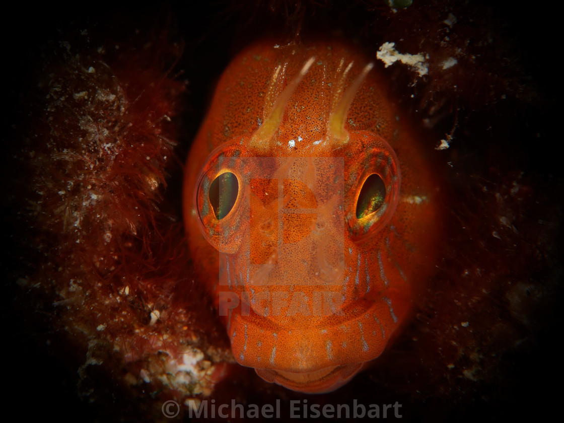 "Zvonimir's Blenny / Parablennius zvonimiri" stock image