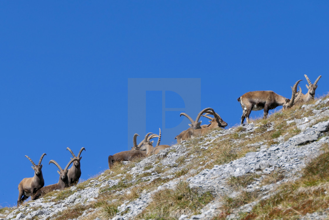 "Capricorn / Ibex" stock image