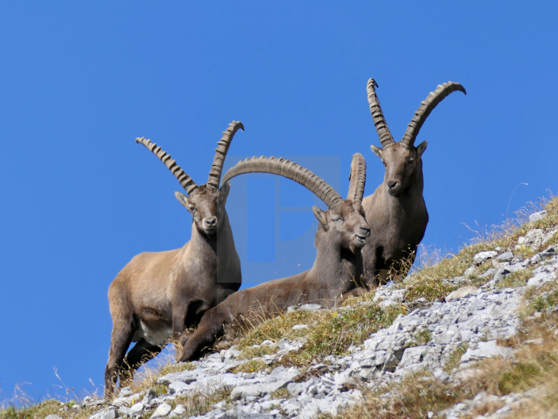 "Capricorn / Ibex" stock image