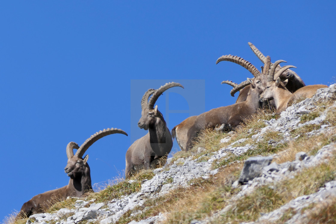 "Capricorn / Ibex" stock image