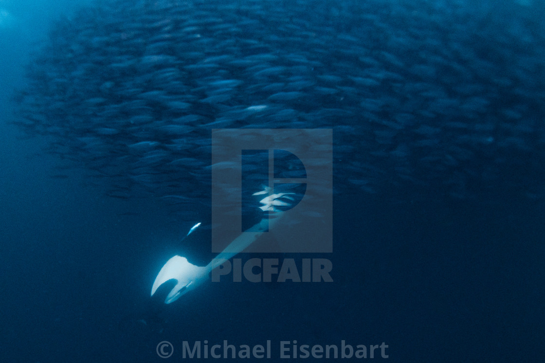 "Orca / Orcinus Orca" stock image