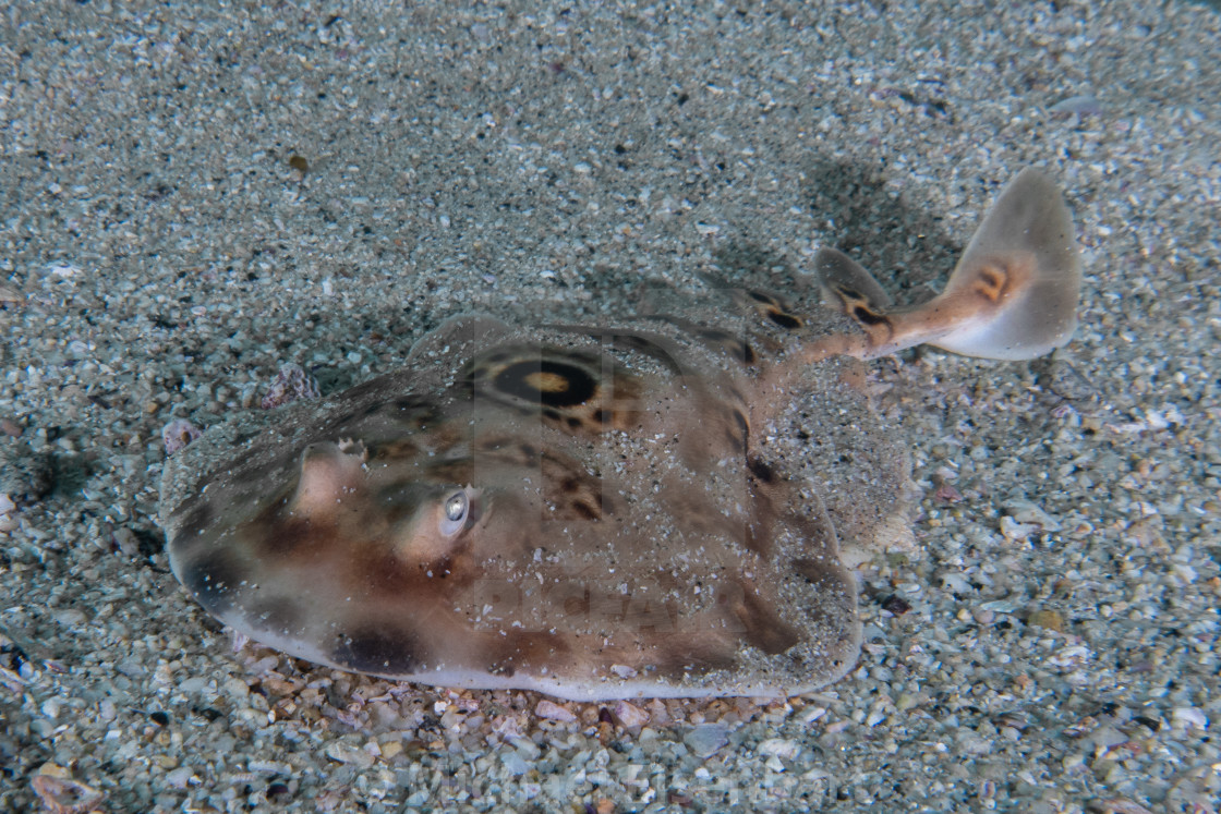 "Bullseye Electric Ray / Diplobatis ommata" stock image