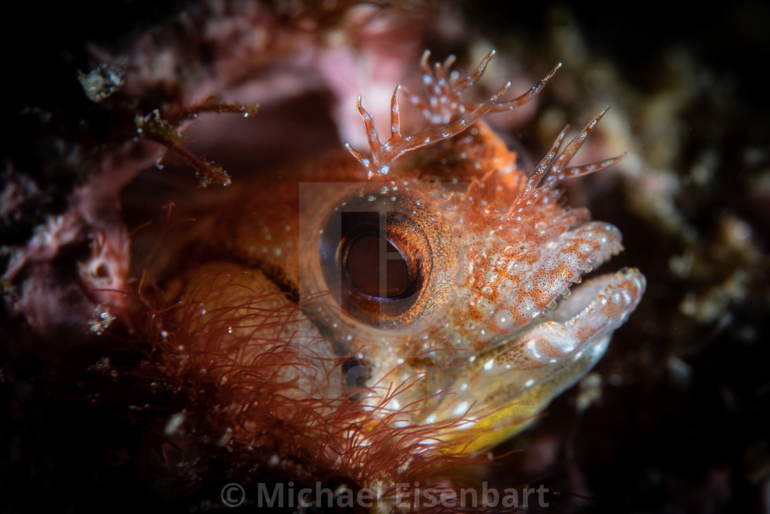 "Browncheek Blenny / Acanthemblemaria crockeri" stock image