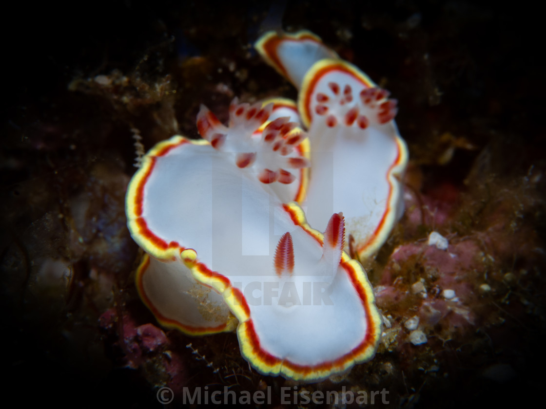 "Glossodoris sedna" stock image