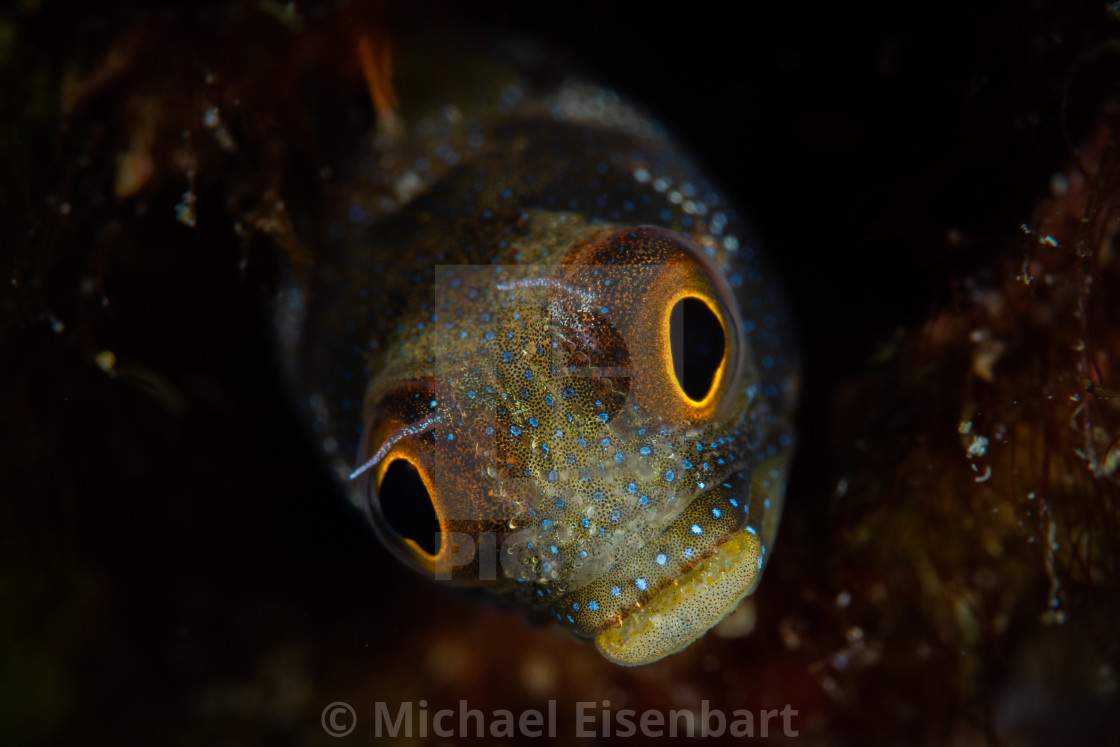 "Mexican Barnacle Blenny / Acanthemblemaria macrospilus" by Michael Eisenbart - $12.35 "Mexican Barnacle Blenny / Acanthemblemaria macrospilus" stock image