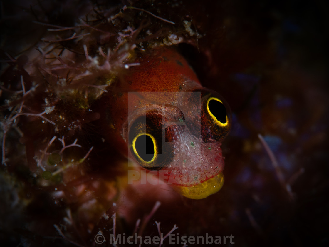 "Revillagigedos Barnacle Blenny / Acanthemblemaria mangognatha" stock image