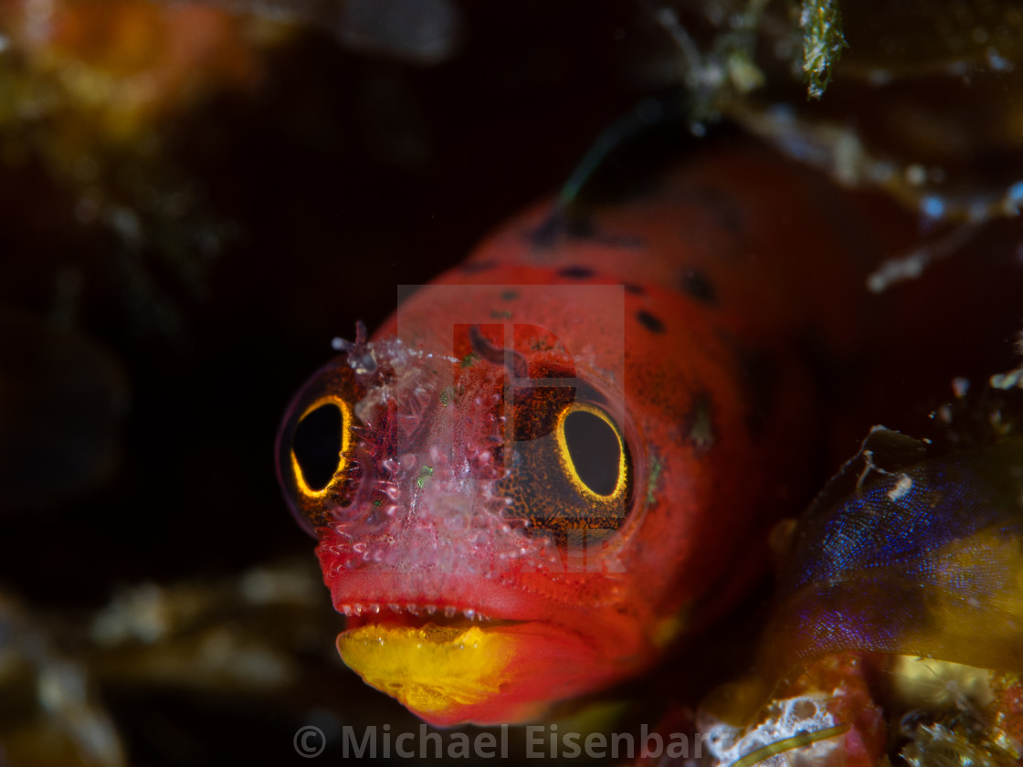 "Revillagigedos Barnacle Blenny / Acanthemblemaria mangognatha" stock image