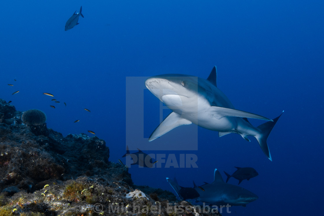 "Silvertip Shark / Carcharhinus albimarginatus" stock image