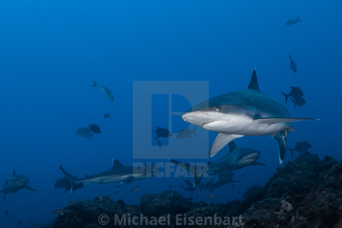 "Silvertip Shark / Carcharhinus albimarginatus" stock image