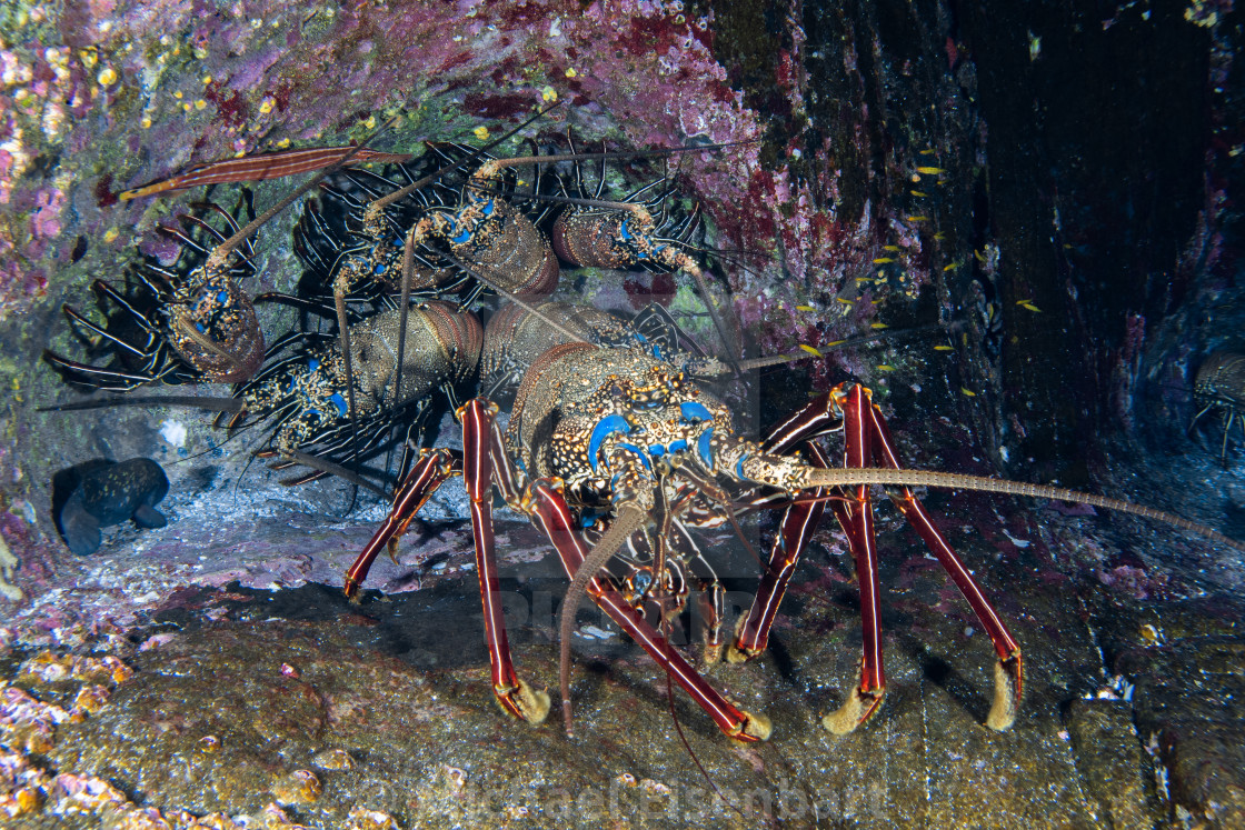 "Spiny Lobster / Panulirus penicillatus" stock image