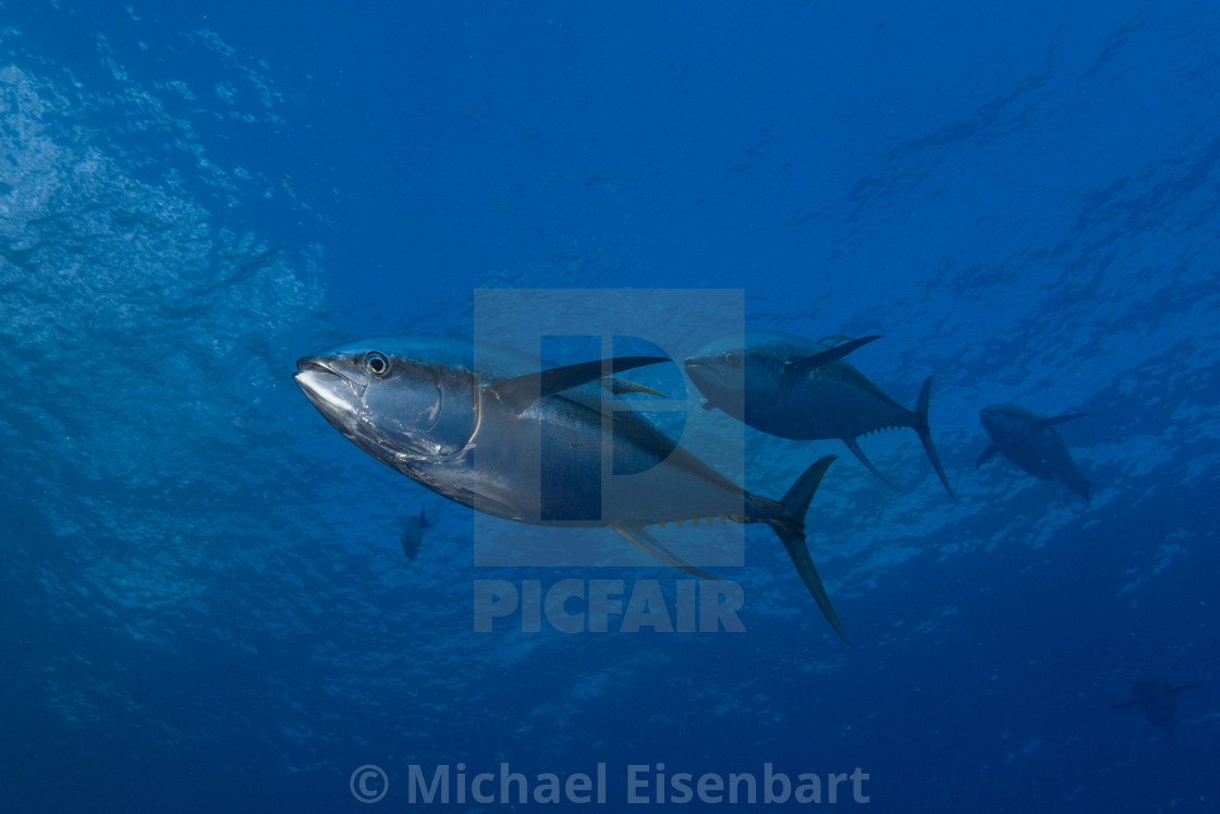 "Yellowfin Tuna / Thunnus albacares" stock image