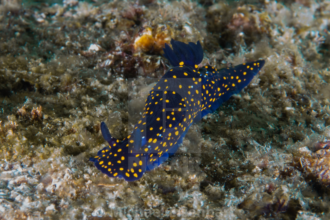 "California blue dorid / Felimare californiensis" stock image