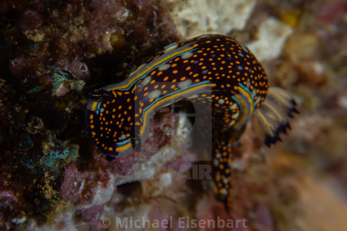 "Agassiz's Chromodorid / Felimare agassizii" stock image