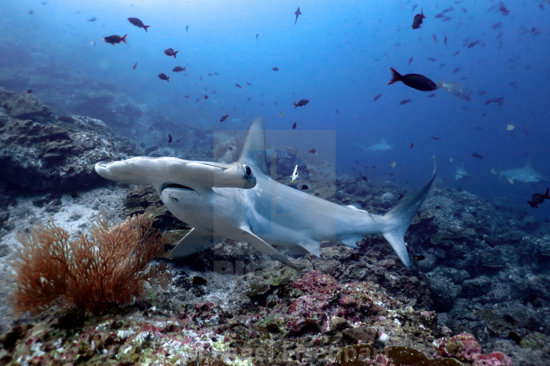 "Scalloped Hammerhead Shark" stock image