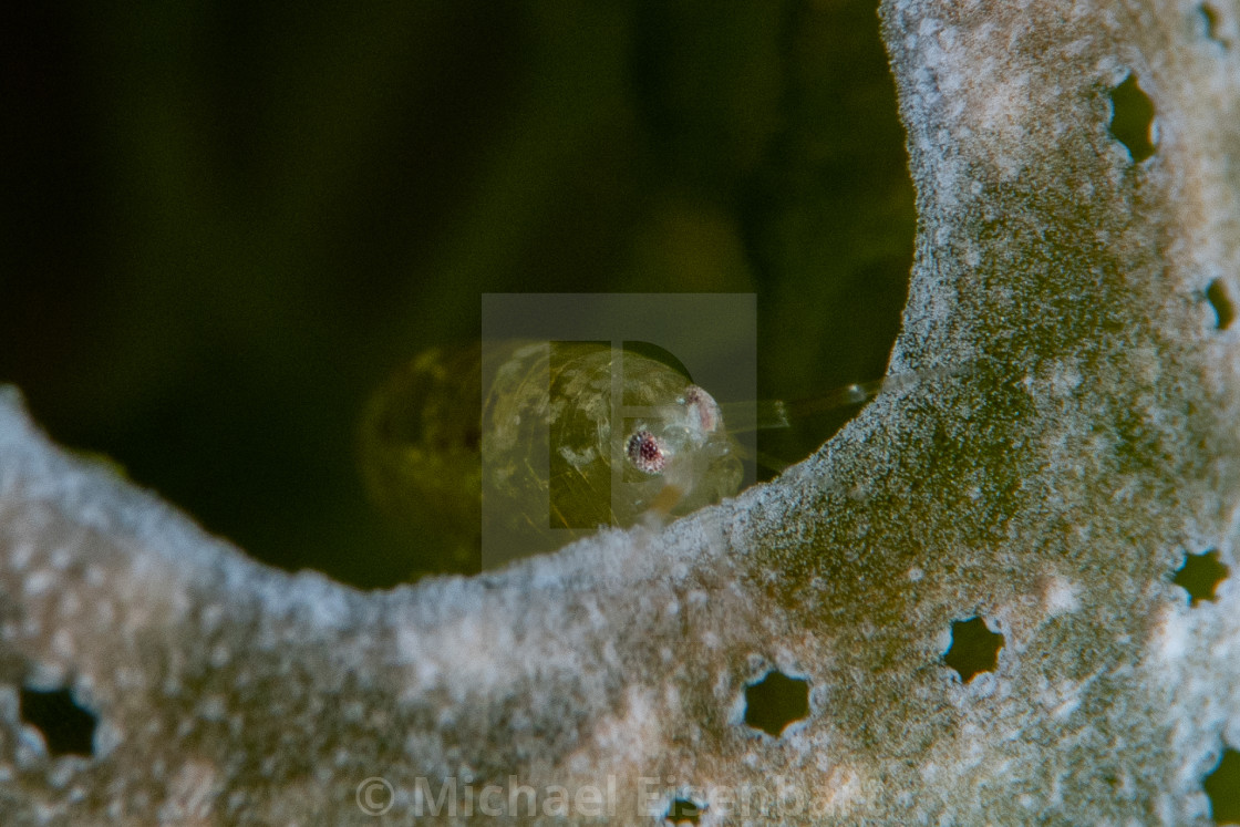 "Amphipod sp." stock image